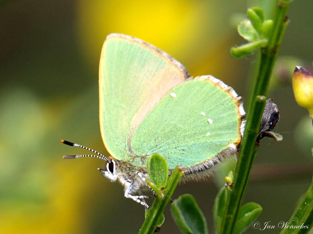 Groentje, Callophrys rubi.JPG